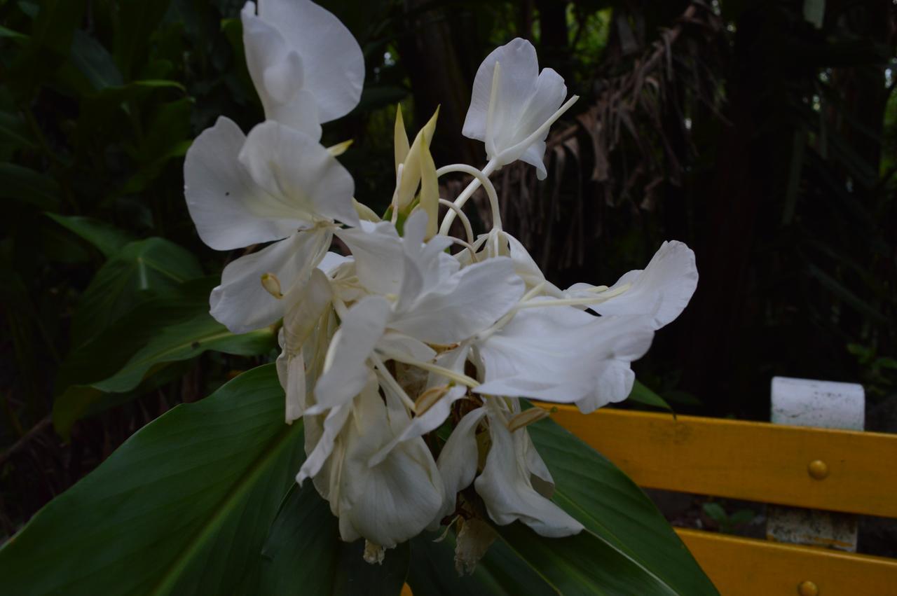 Sitio Holistico Natureza Sanadora Hotel Morro Reuter Exterior photo